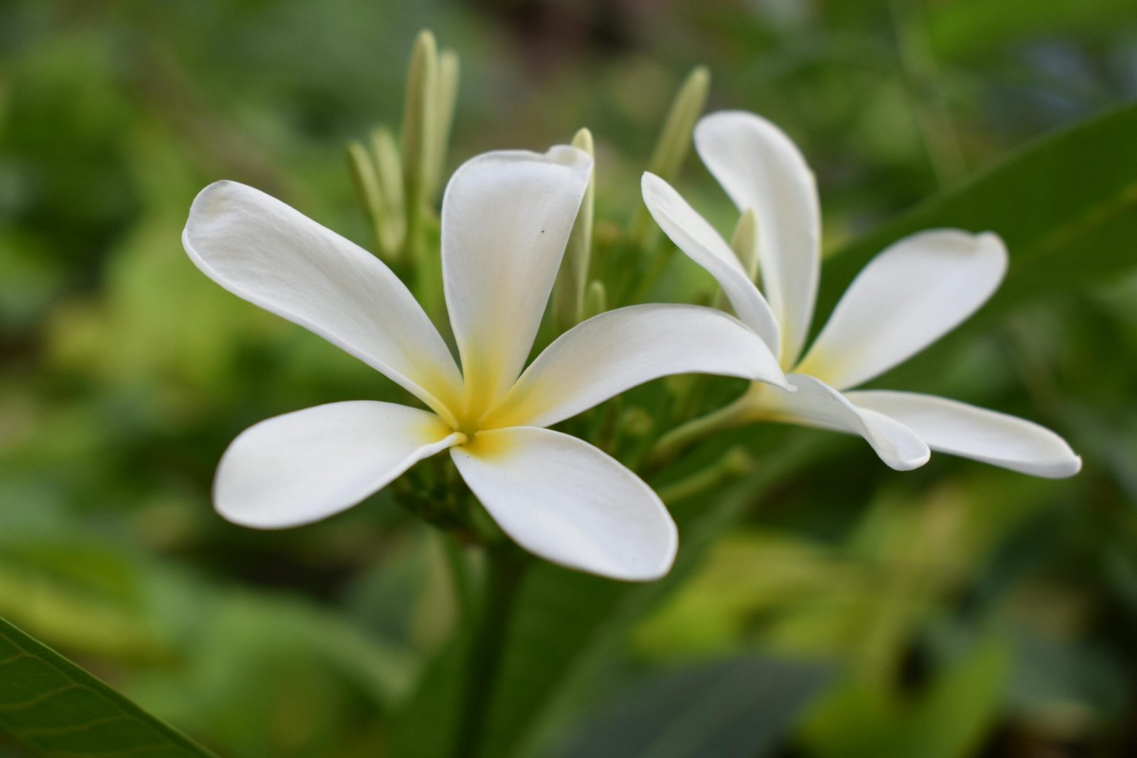 The Joy of Living Well